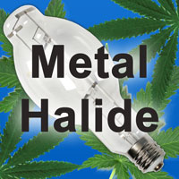 Metal Halide grow lights are suitable for the vegetative stage of cannabis growth