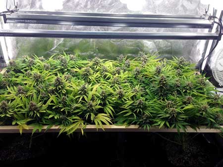 Make sure to keep T5 fluorescent grow lights as close to plants as possible, otherwise the cannabis buds will never fatten up or get dense