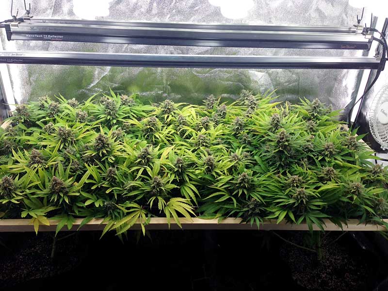 How Far Should Grow Lights Be From Cannabis Plants Grow Weed Easy