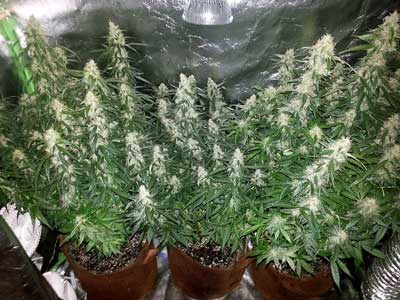 Example of three cannabis plants in the flowering stage in big smart pots - pot size has a big effect on final plant size - bigger containers can support bigger marijuana plants!