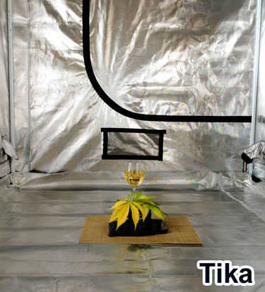 This is how you celebrate! Cannabis cultivation with class by Tika