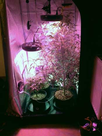 Example of two different strains growing together - one cannabis plant is far bigger than the other, and the differences are purely from strain!