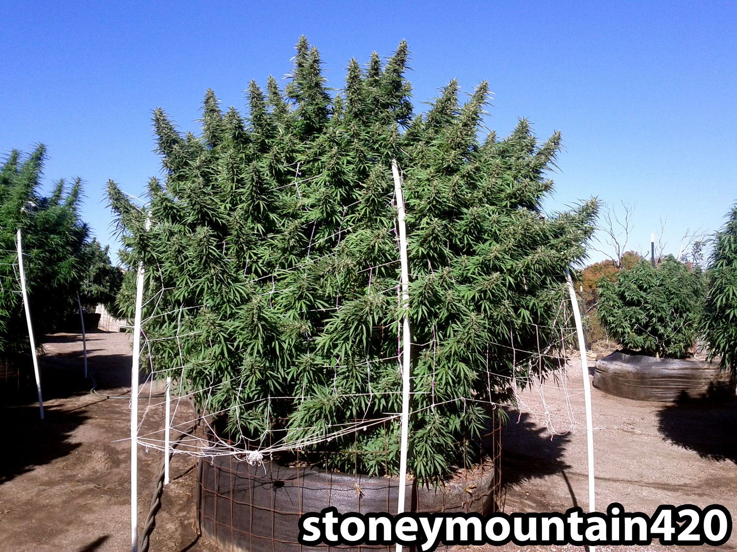 https://www.growweedeasy.com/wp-content/uploads/2015/12/11-pound-cannabis-plant.jpg