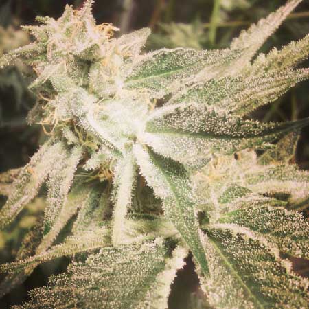 Super frosty bud with a fancy filter on it!