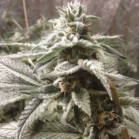 No filter in this shot of bud, and its even more glamorous!