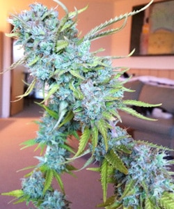What lovely bud!