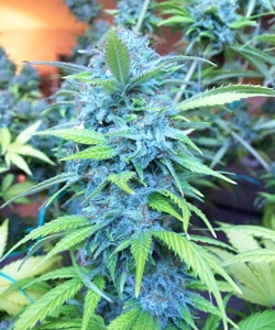 Flash looks great on buds!