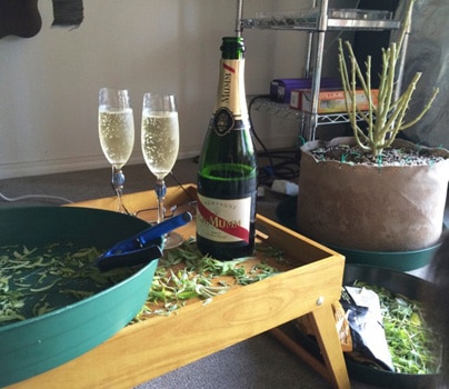 ...and the classy celebration!