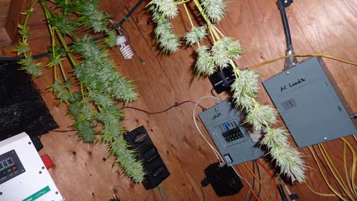 Auto-flowering cannabis buds hanging upside down to dry after harvest