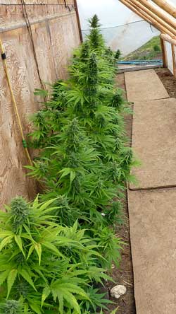 Auto-flowering cannabis plants in a greenhouse