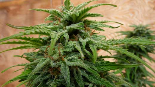 Auto-flowering cannabis bud closeup