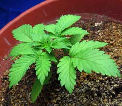 flowering short cannabis plant plants strains weed marijuana grow autoflowering timeline topping