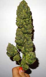 Big cannabis cola - nug in hand