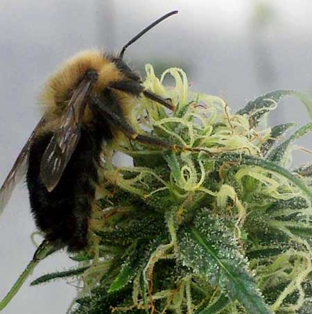 A bumble bee pollinating a cannabis flower