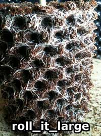 The roots of a cannabis plant that has been grown in an air pot