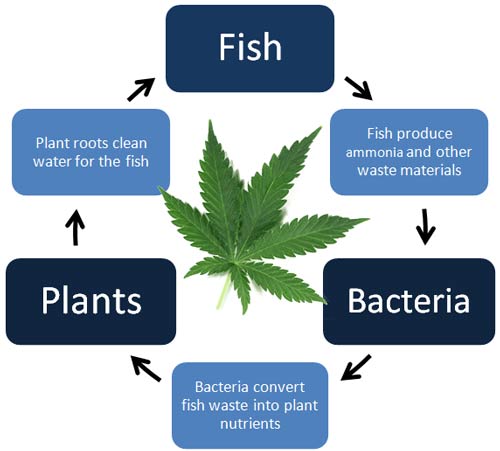 Aquaponics &amp; Cannabis: 3 Major Obstacles | Grow Weed Easy