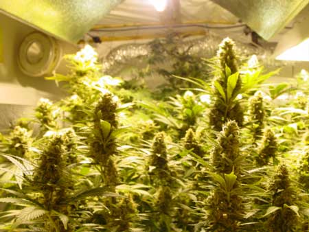 Cannabis plant picture - under HPS grow lights