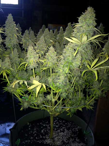 A girthy cannabis plant with fat buds - cannabis cultivation as it was meant to be!