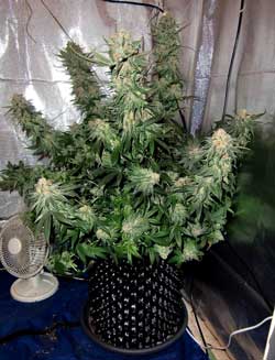 This "Blue Velvet" strain marijuana plant was grown in an air pot - check out those yields!