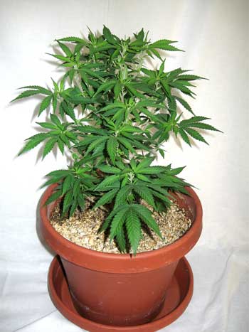 A happy vegetative cannabis plant growing in a regular plant container