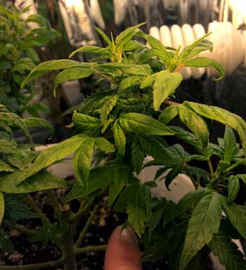 Example of the odd round leaves from a cannabis re-veg