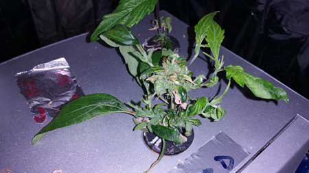 Same re-vegged cannabis clone 2 days later, in the process of monstercropping