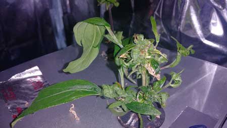 A "monster cropped" cannabis clone - the clone was taken from a flowering plant, which caused strange growth and smooth leaves to form while th plant reverts back to the vegetative stage