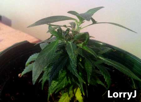 This clone was taken from a flowering (budding) cannabis plant, causing it to re-veg