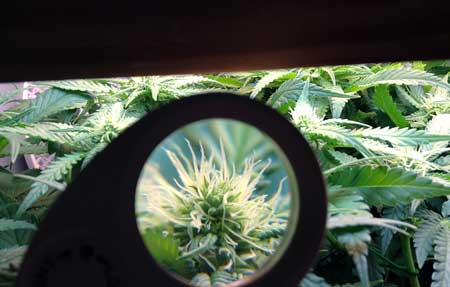 Closeup of the white pistils of a cannabis plant using a jeweler's loupe