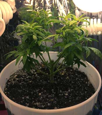 Example of a marijuana plant that was re-vegged after harvest to get a 2nd harvest