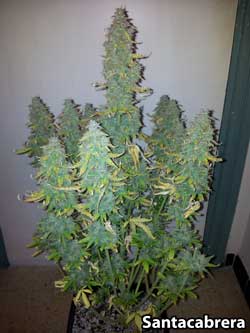 This auto-flowering cannabis plant was allowed to get much bigger, which allowed it to produce much greater yields