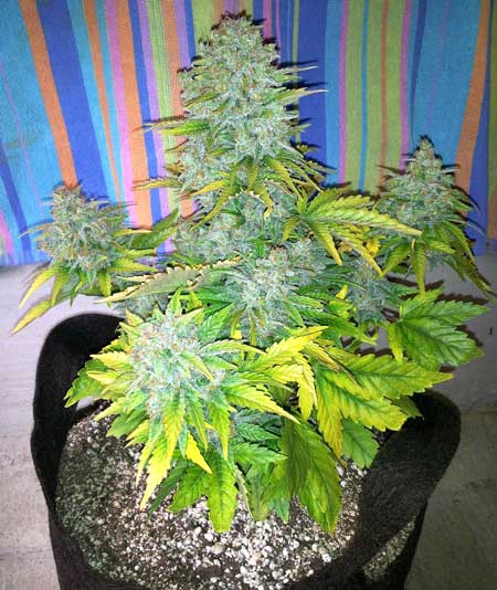 A fat auto-flowering cannabis plant growing in a smart pot