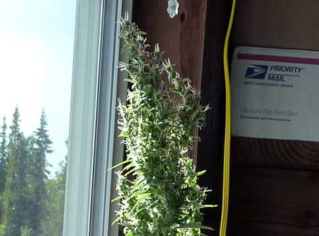 Cannabis plant with foxtails growing on foxtails