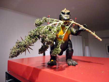 Godzilla got these cannabis buds!