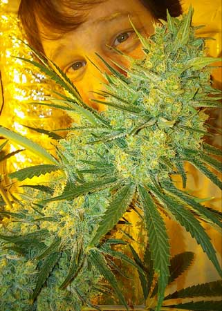 Cannabis grower hiding face behind huge cannabis cola