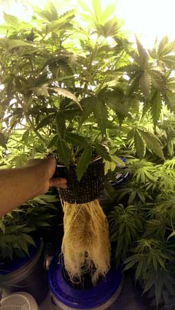 aquaponics & cannabis: 3 major obstacles grow weed easy