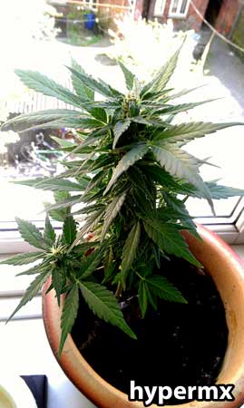 Example of a stunted auto-flowering cannabis plant - it started flowering before it got any bigger than this