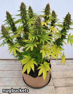 A marijuana plant that has been growing in a Smart pot (Fabric pot)