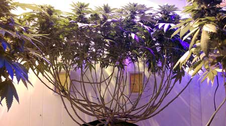 This marijuana plant has been monstercropped, which give it its strange branchy, stretchy shape