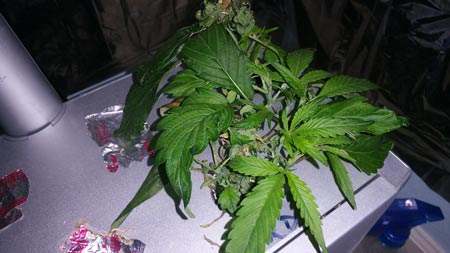 A re-vegged cannabis clone can take 1-3 weeks before it start growing normally again - this is a monstercropping example pictures