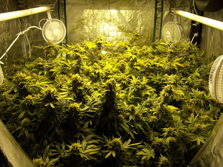 Fat buds and big colas on this cannabis plant growing under an HPS grow light