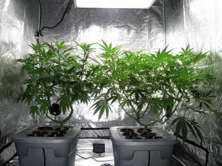 These two cannabis plants were allowed to remain in the vegetative stage for at least 8 weeks before switching to the flowering stage. There is some controversy over whether this may or may not increase THC levels and overall potency of marijuana.