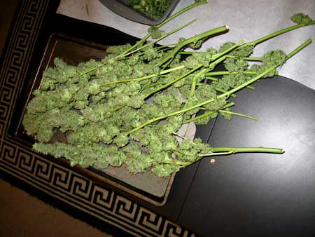 Trimmed buds on table