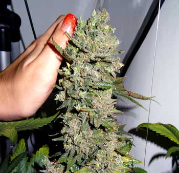 How to grow the strongest weed