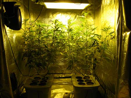 A picture of the same plants after stretching... This demonstrates the awesome power of the cannabis flowering stretch!