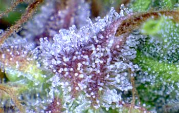 A cannabis plant has reached the highest levels of THC when the trichomes have turned milky white