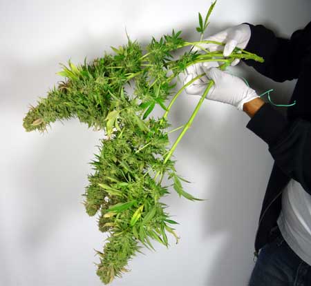 A Helpful Guide on How to Trim Weed the Right Way