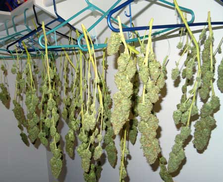 Cannabis buds hanging to dry in a closet after harvest