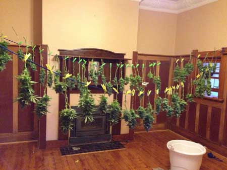 These "dry trim" cannabis buds were not trimmed before being hung to dry. In fact, the grower didn't even remove any fan leaves! Instead the plant was hung almost directly upside down