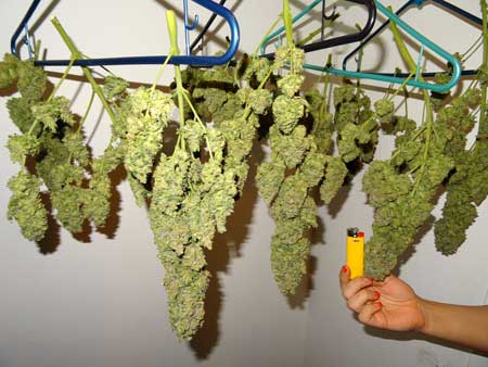 This weed plant was harvested, trimmed while wet, and hung to dry. A "wet trim" often results in nicer looking marijuana buds.
